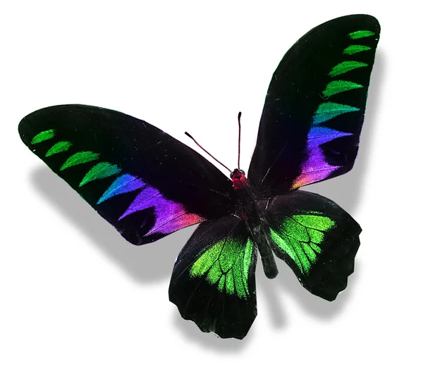 Colorful butterfly — Stock Photo, Image