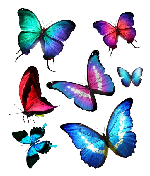 Flock of colorful butterflies — Stock Photo, Image