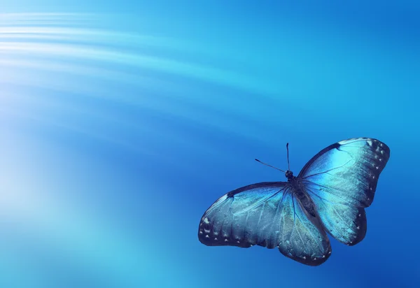 Borboleta azul — Fotografia de Stock