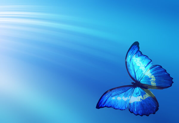 Голубая муха