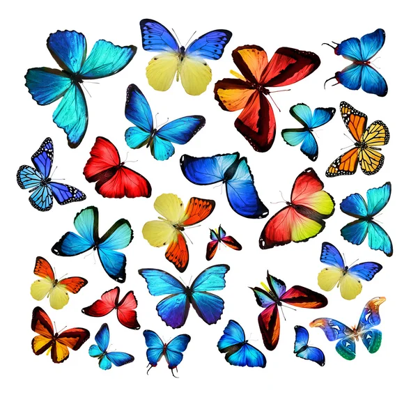 カラフルな蝶の群れ — ストック写真