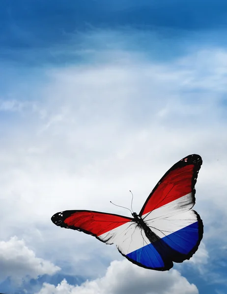 Hollanda bayrağı kelebek — Stok fotoğraf
