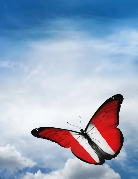 Pérou drapeau papillon — Photo
