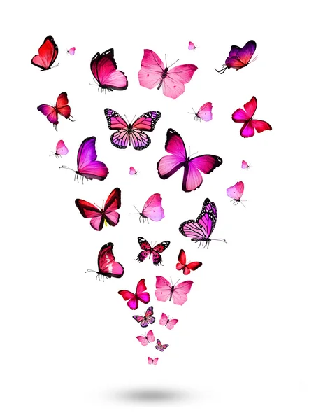 Flock of colorful butterflies — Stock Photo, Image