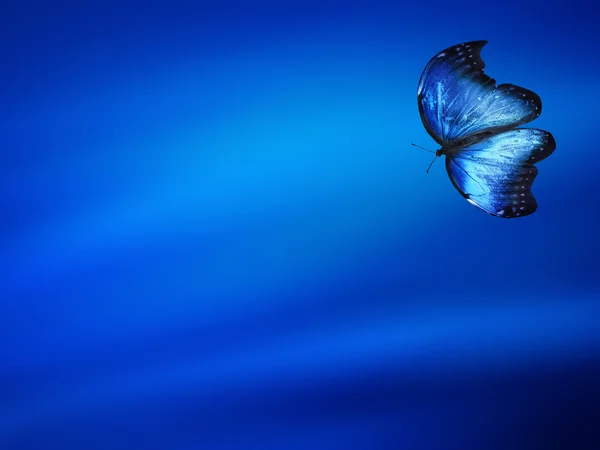 Blue butterfly on blue background — Stock Photo, Image