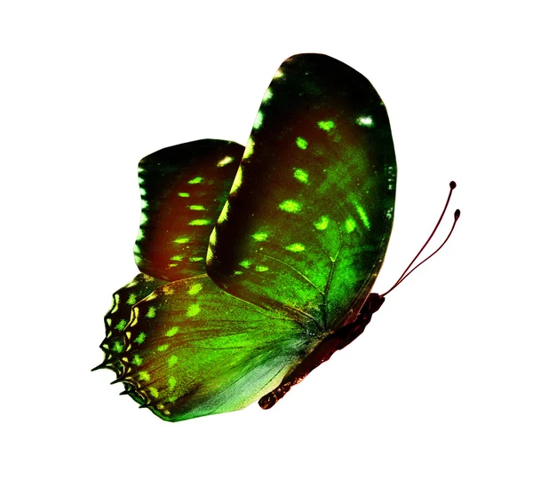 Papillon de couleur verte — Photo