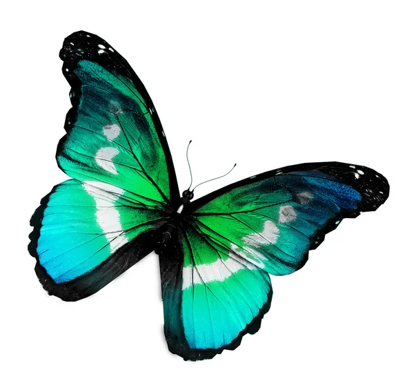 Yeşil renkli kelebek — Stok fotoğraf