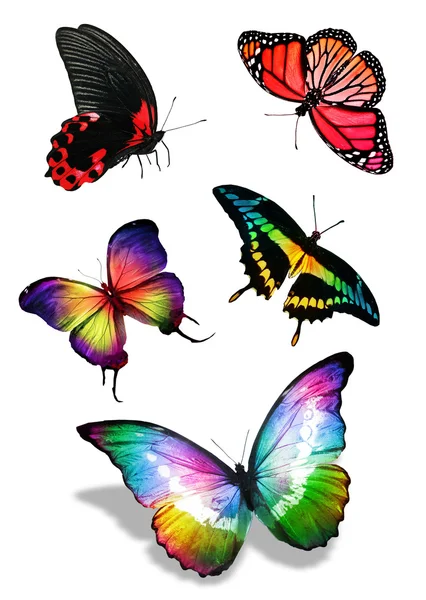 Stormo di farfalle colorate — Foto Stock