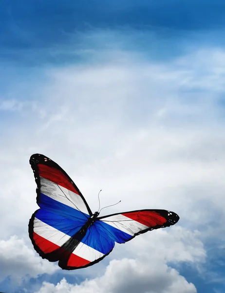 Costa Rica flag butterfly — Stock Photo, Image