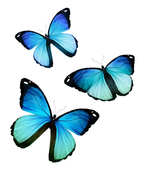 Blue butterflies flock — Stock Photo, Image