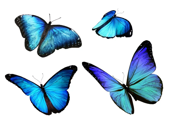 Blue butterflies flock — Stock Photo, Image