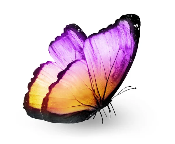 Colorful butterfly — Stock Photo, Image