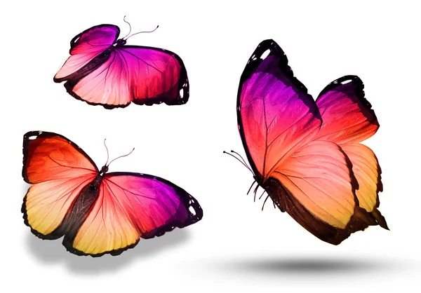 Colorful butterflies — Stock Photo, Image