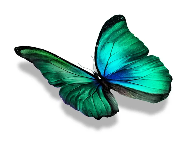 Mariposa de color verde — Foto de Stock