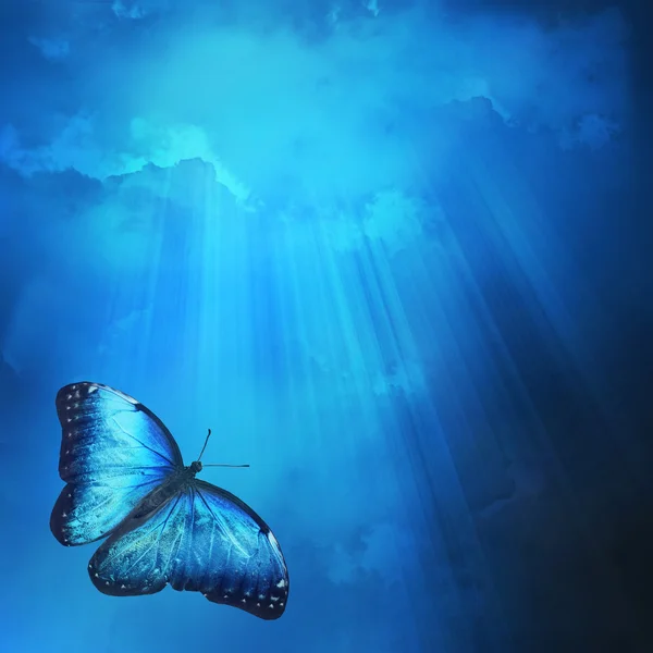 Farfalla blu — Foto Stock