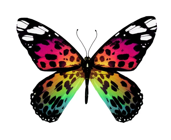 Colorful butterfly — Stock Photo, Image