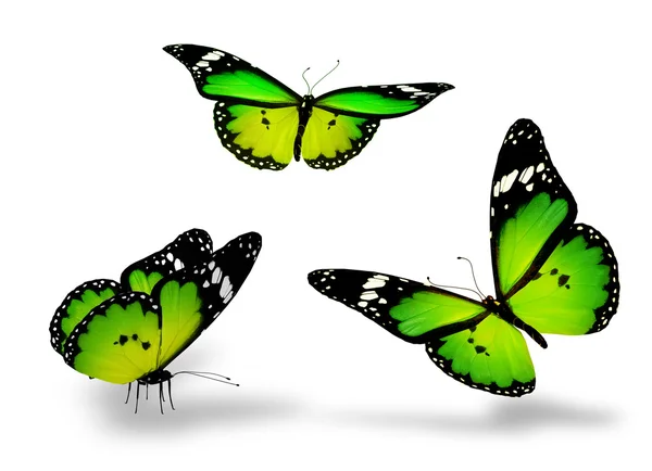 Green color butterflies — Stock Photo, Image