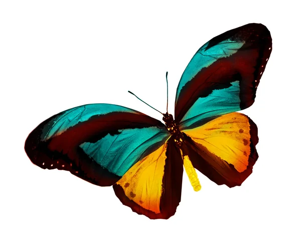 Mariposa colorida — Foto de Stock