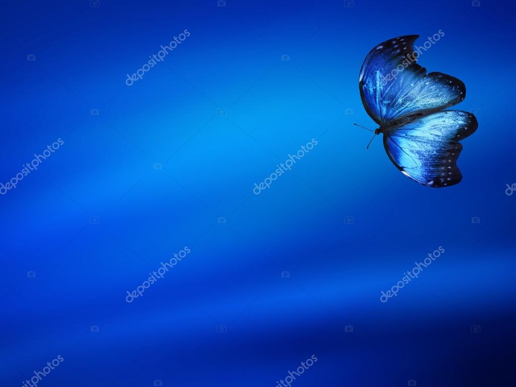 蓝色背景上的蓝色蝴蝶——图库图片© sun_tiger #58072111