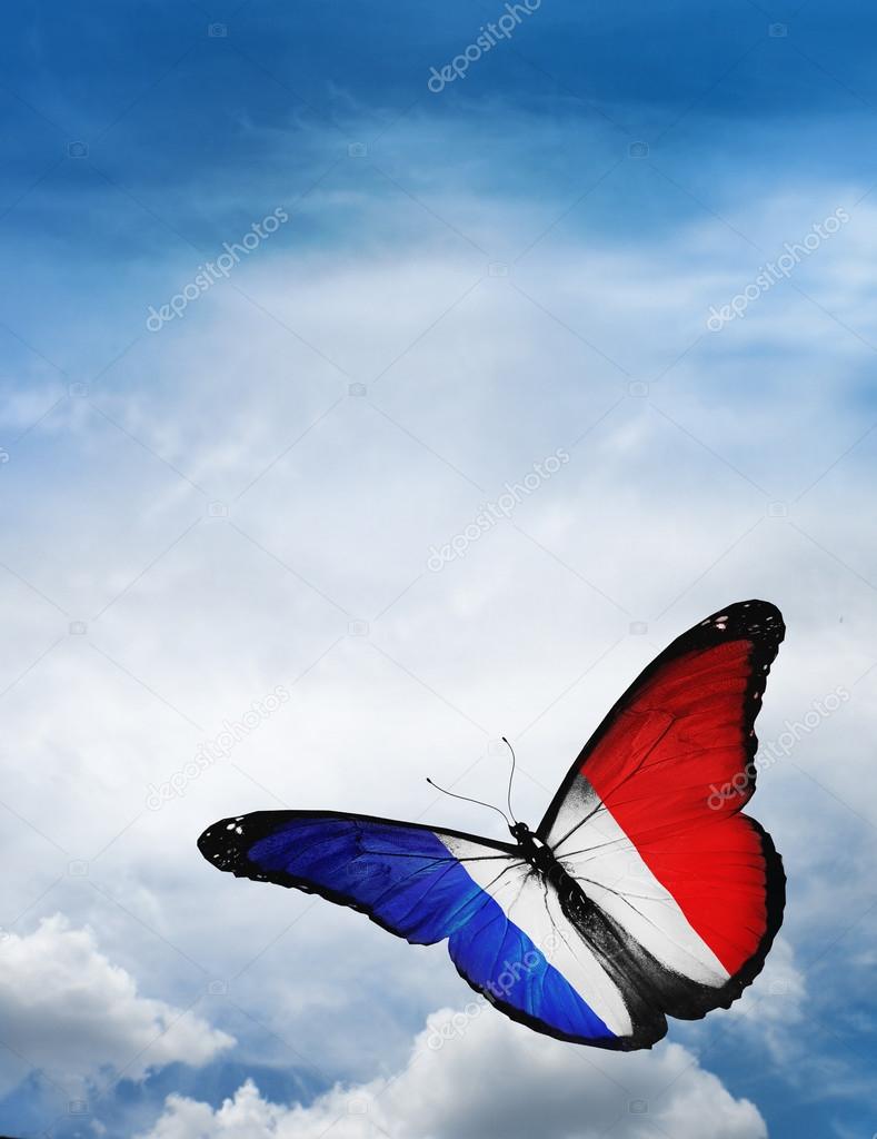 France flag butterfly
