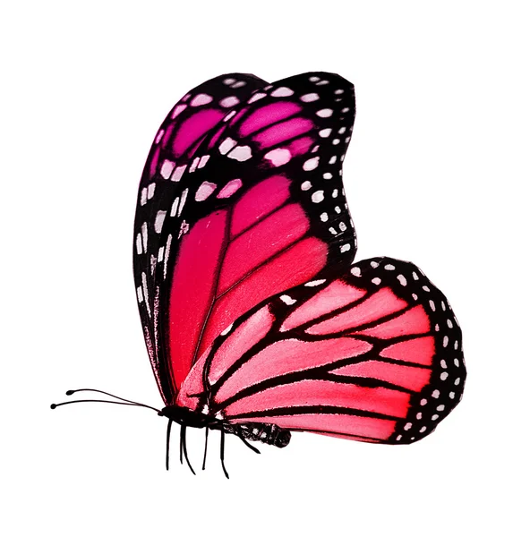 Red color  butterfly — Stock Photo, Image