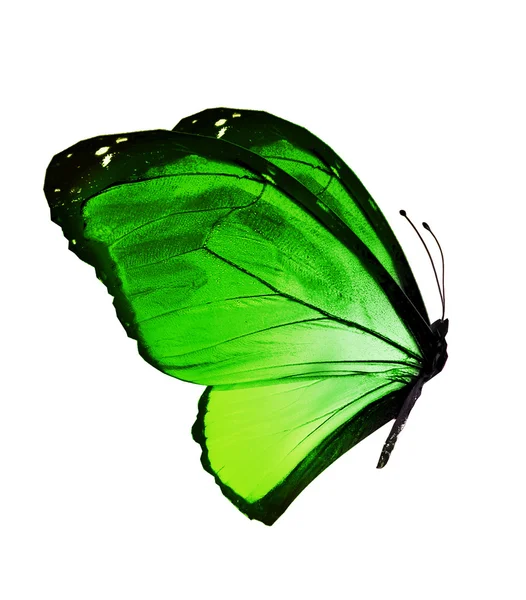 Papillon de couleur verte — Photo