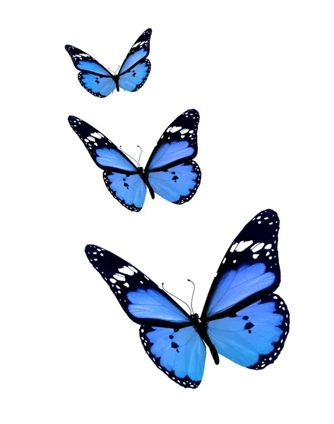 Blue butterflies flock — Stock Photo, Image