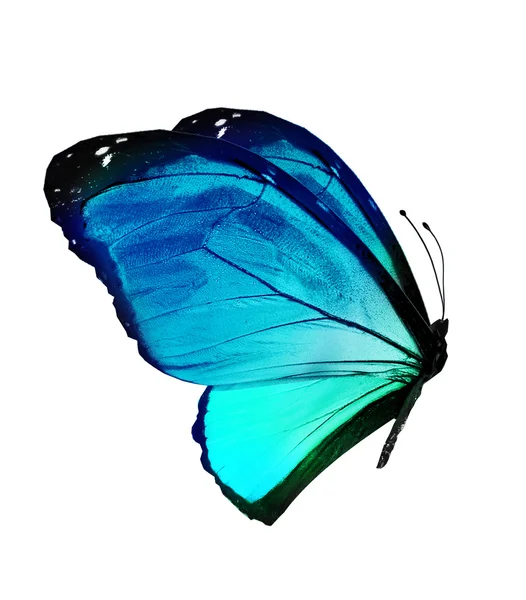 Kupu-kupu biru Stok Gambar Bebas Royalti