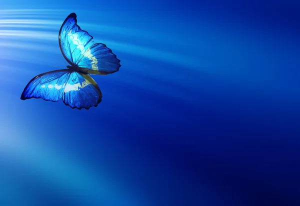 Blue butterfly — Stock Photo, Image