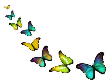 Yeşil renkli kelebekler