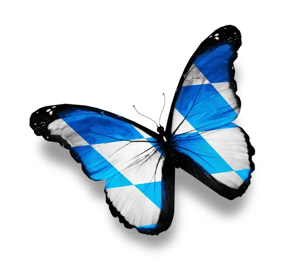 Бабочка с баварским флагом — стоковое фото