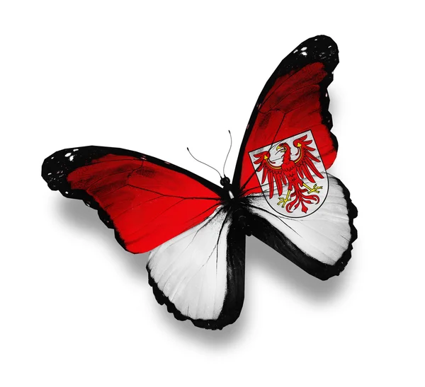 Brandenburg flag butterfly — Stock Photo, Image