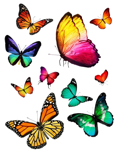 Flock of colorful butterflies — Stock Photo, Image