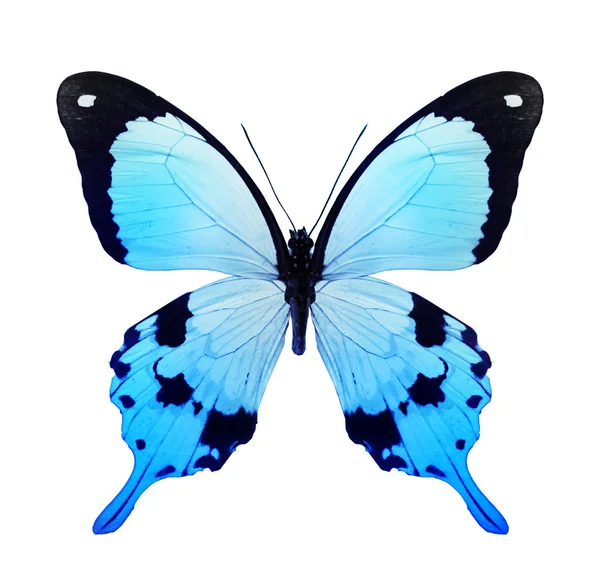 Mariposa de color azul — Foto de Stock
