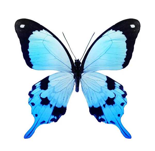 Blauer Schmetterling — Stockfoto