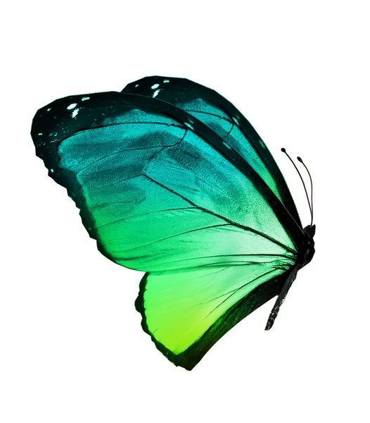 Green color  butterfly — Stock Photo, Image