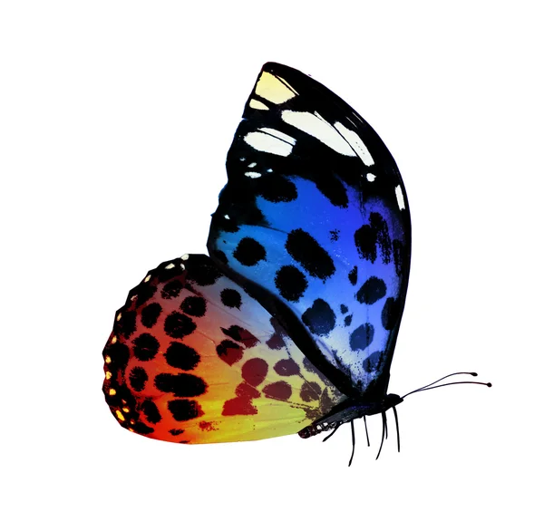 Colorful butterfly — Stock Photo, Image