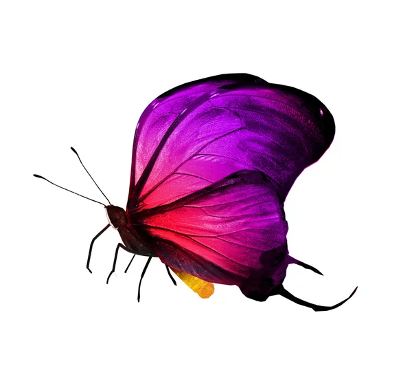 Фіолетовий колір метелик — стокове фото