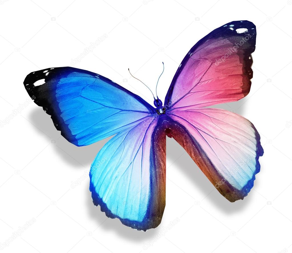 Colorful butterfly