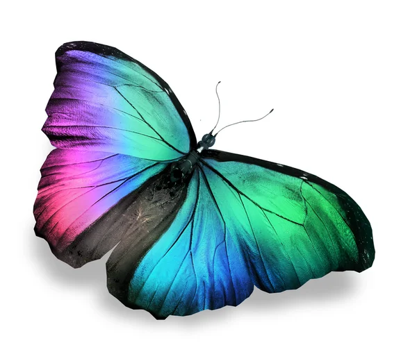 Colorful butterfly — Stock Photo, Image