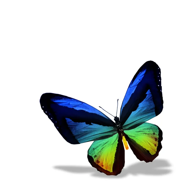 Farverig sommerfugl - Stock-foto