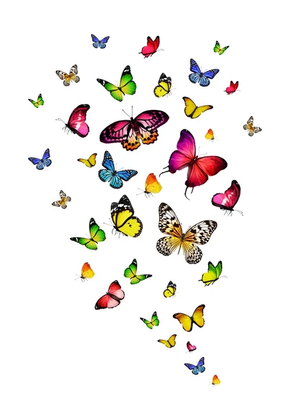 Κοπάδι από πολύχρωμες πεταλούδες — Φωτογραφία Αρχείου