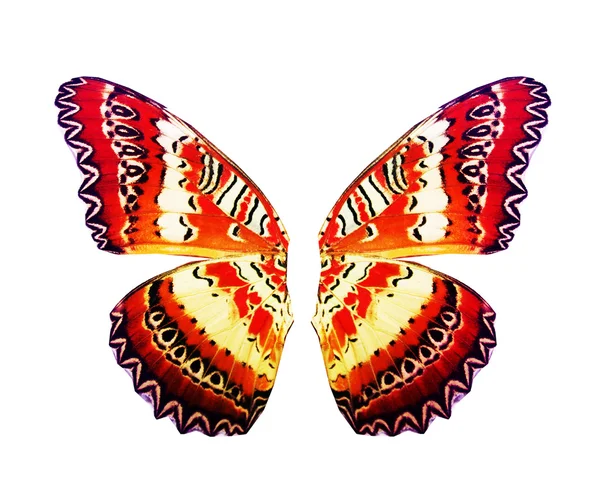 Turuncu kelebek kanatları — Stok fotoğraf