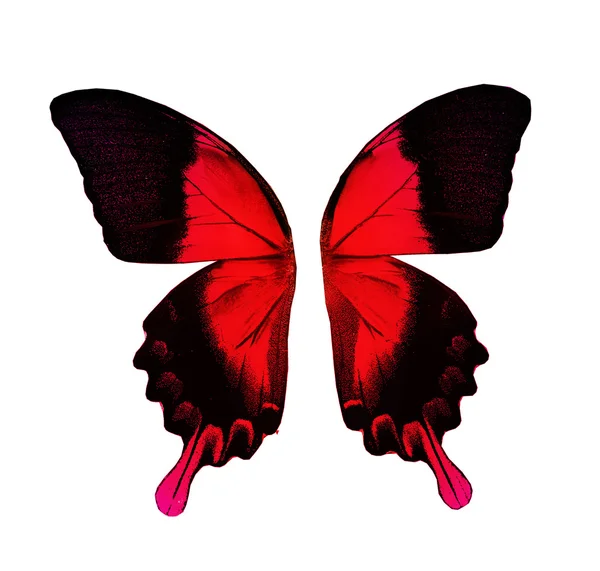 赤と黒の蝶の羽 — ストック写真