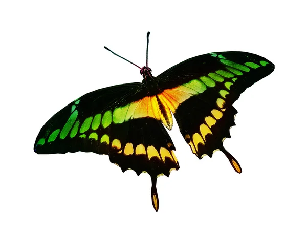 Mariposa colorida —  Fotos de Stock