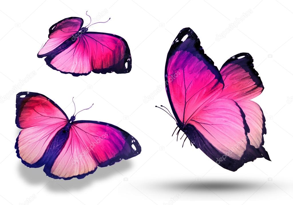 Purple color butterflies