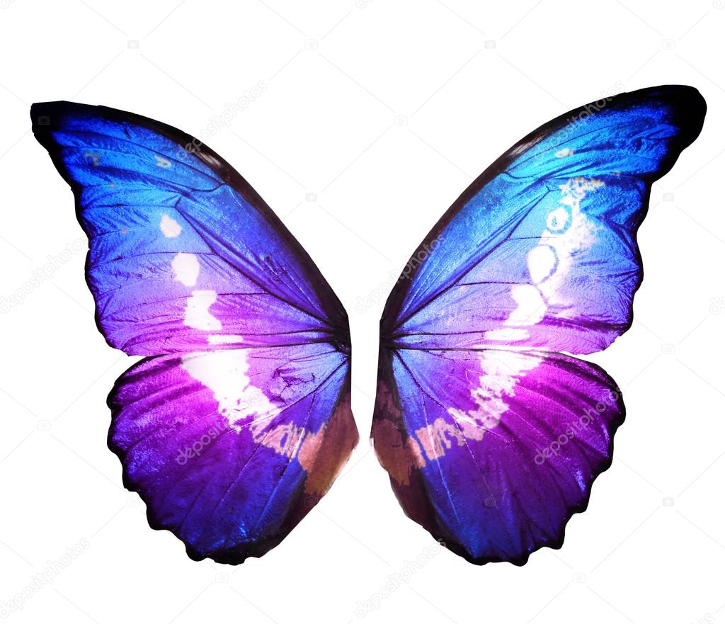 Wings of colorful butterfly