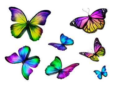 Renkli kelebekler sürüsü