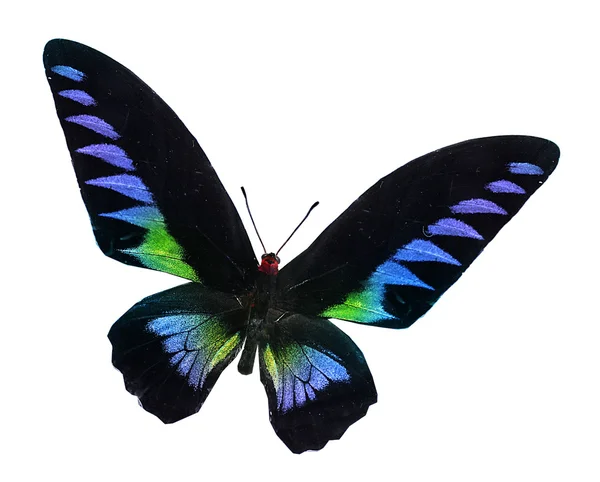 Colorful butterfly — Stock Photo, Image