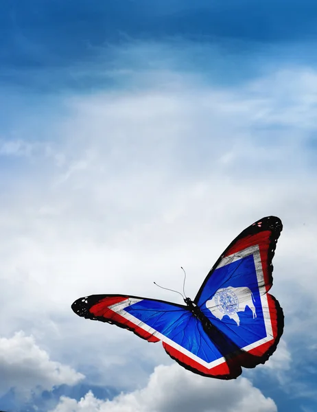 Wyoming flag butterfly — Stock Photo, Image